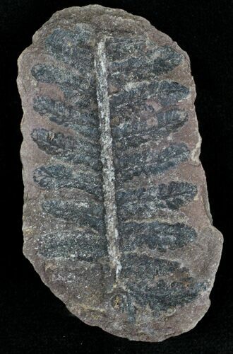 Million Year Old Fern Fossil - Illinois #21425